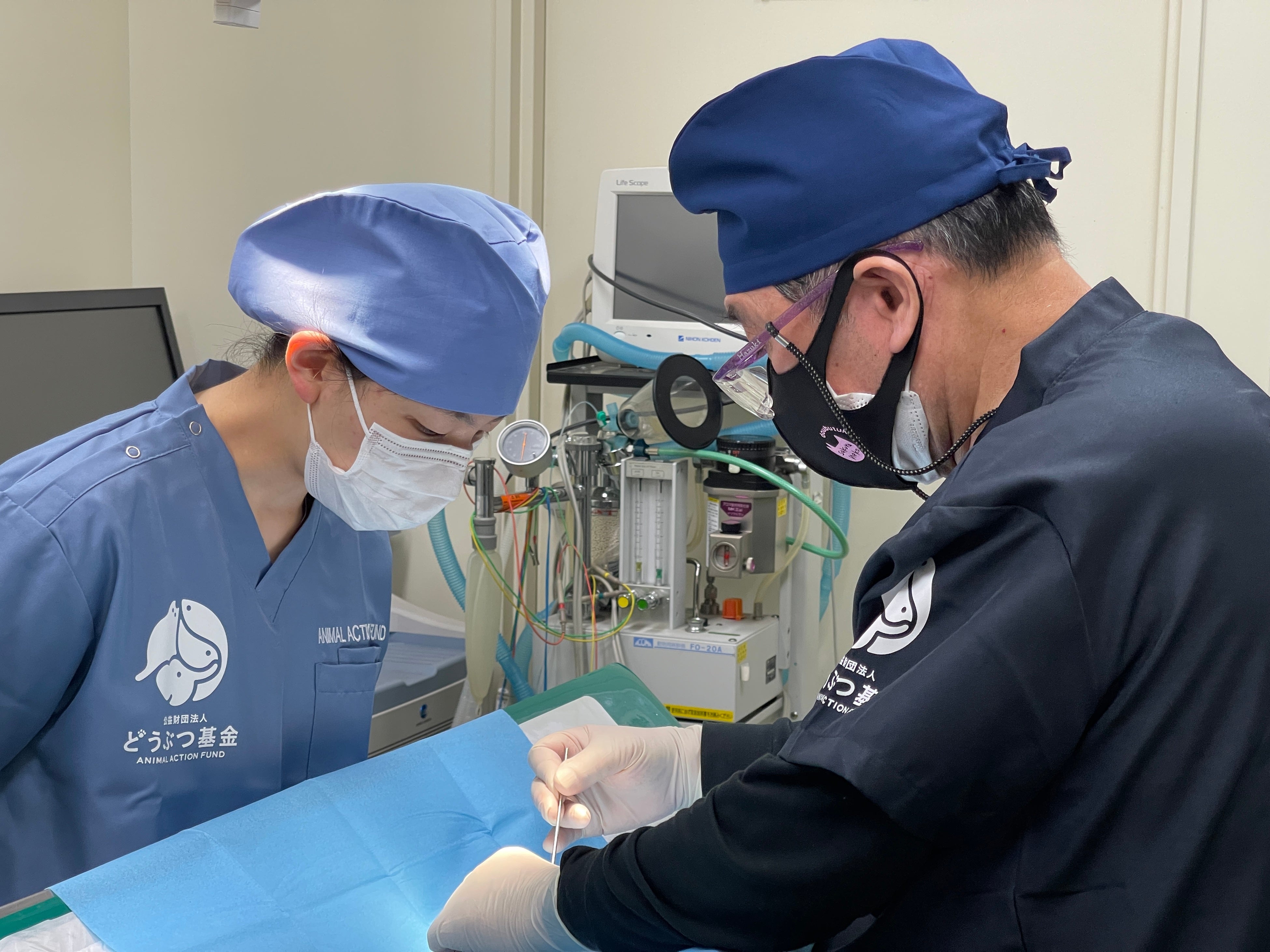 熊本市動物愛護センターで行われている無料不妊手術