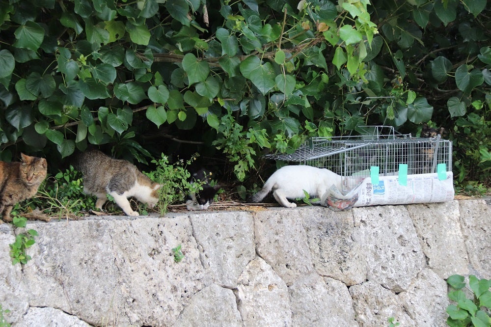 捕獲器に入るノラ猫　沖縄県うるま市