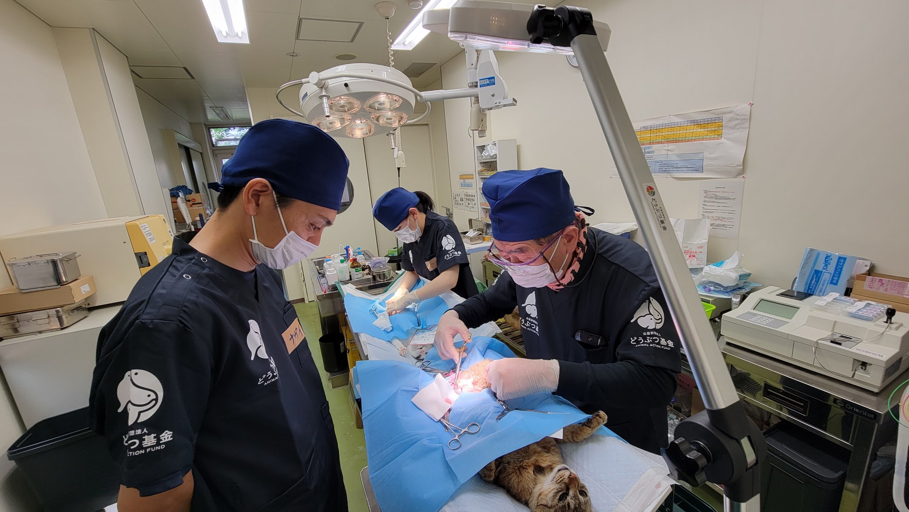 熊本市動物愛護センターで行われている無料不妊手術