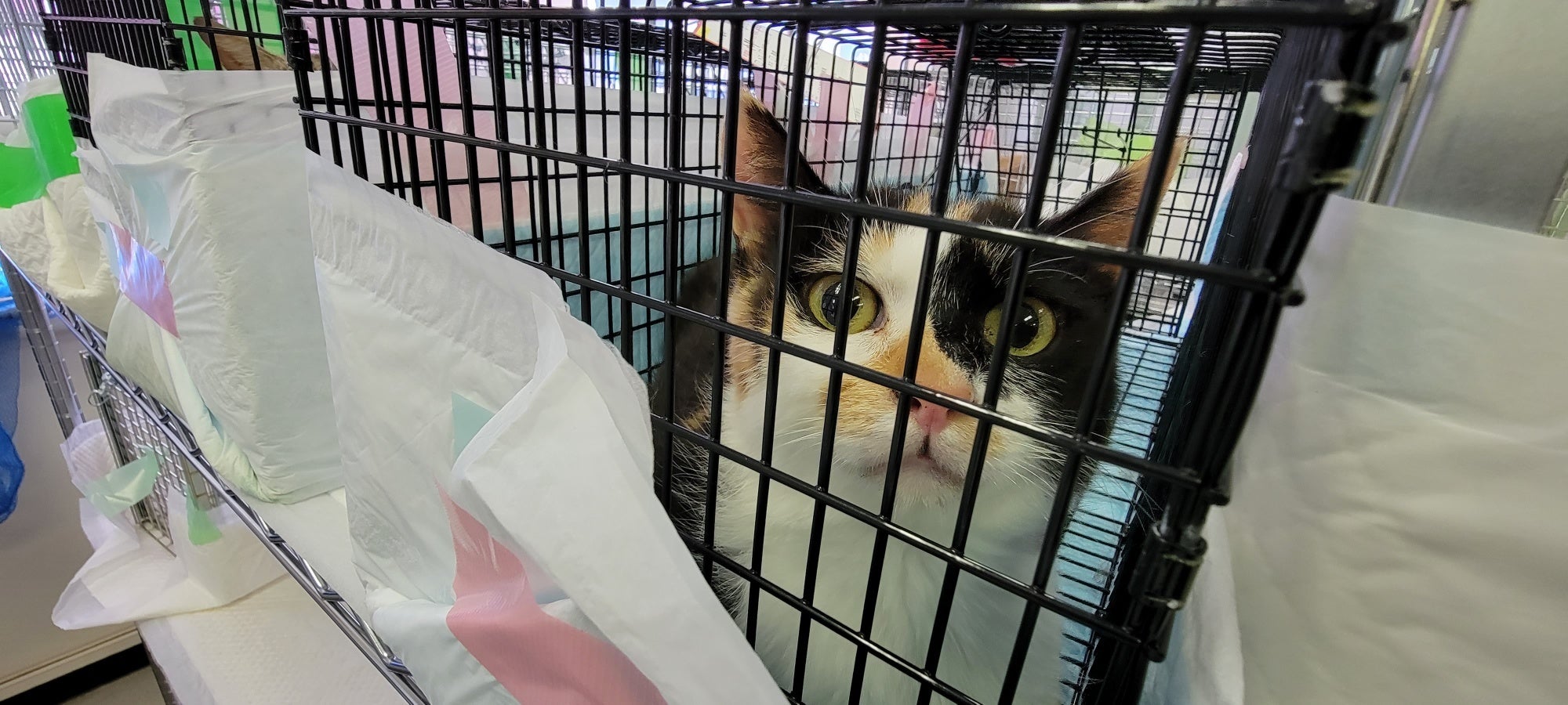 捕獲されたノラネコ