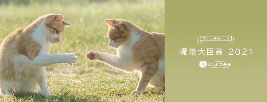 犬と猫の実践保定法 基本編 Amazon.co.jp: 犬と猫の実践保定法 基本編 : 本