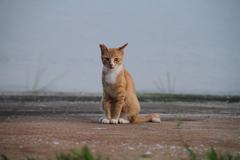 沖縄県センター 地域猫以外のノラ猫の無料不妊手術 4年ぶり再開へ 公益財団法人どうぶつ基金のプレスリリース 沖縄県センター 地域猫以外のノラ猫の無料不妊手術 4年ぶり再開へ 公益財団法人どうぶつ基金のプレスリリース