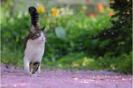 保護犬 猫の写真コンテスト作品募集中 7月末締め切り迫る 環境大臣賞は10万円 公益財団法人どうぶつ基金のプレスリリース 保護犬 猫の写真コンテスト作品募集中 7月末締め切り迫る 環境大臣賞は10万円 公益財団法人どうぶつ基金のプレスリリース