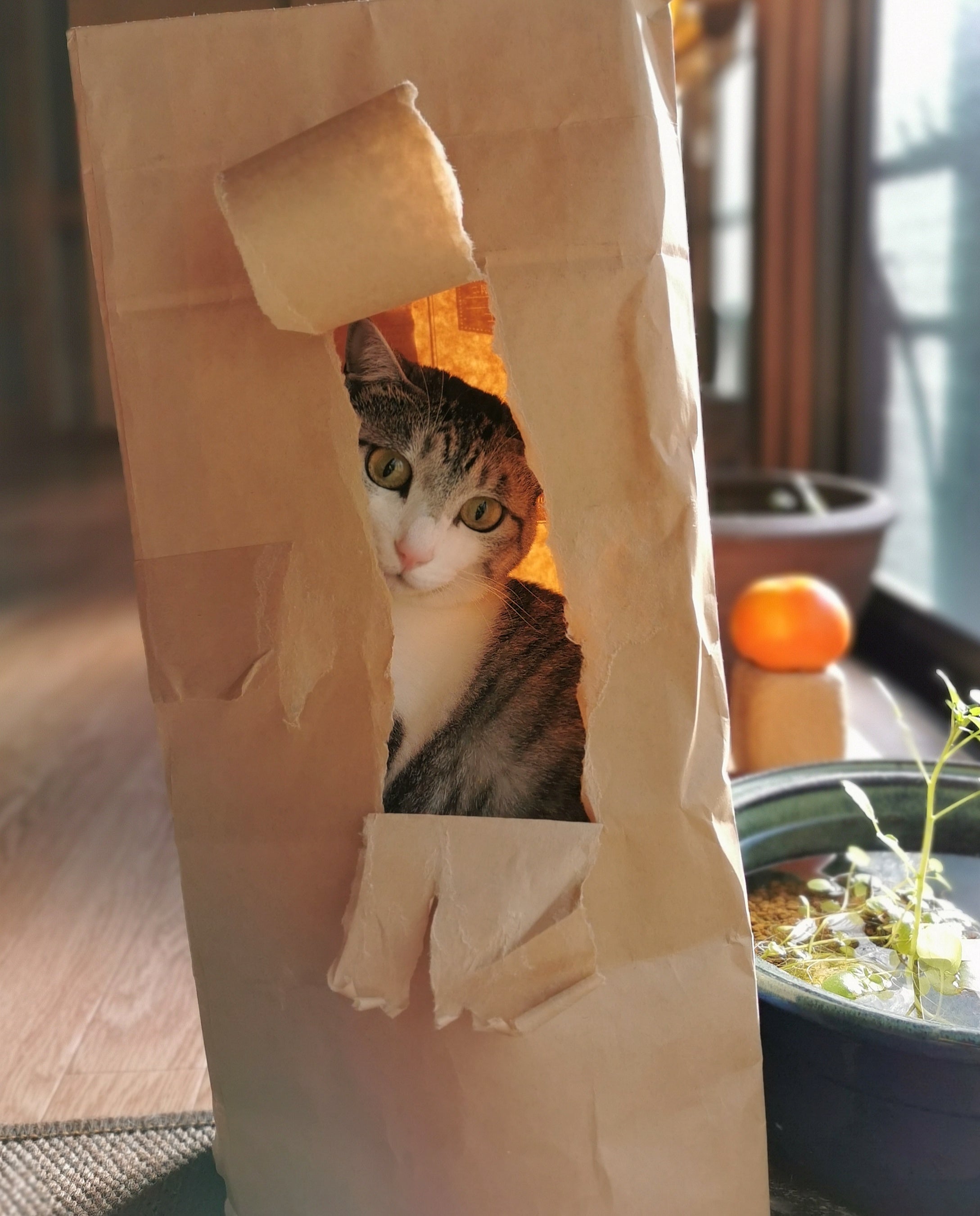 2022年度 審査員特別賞「かくれんぼ」