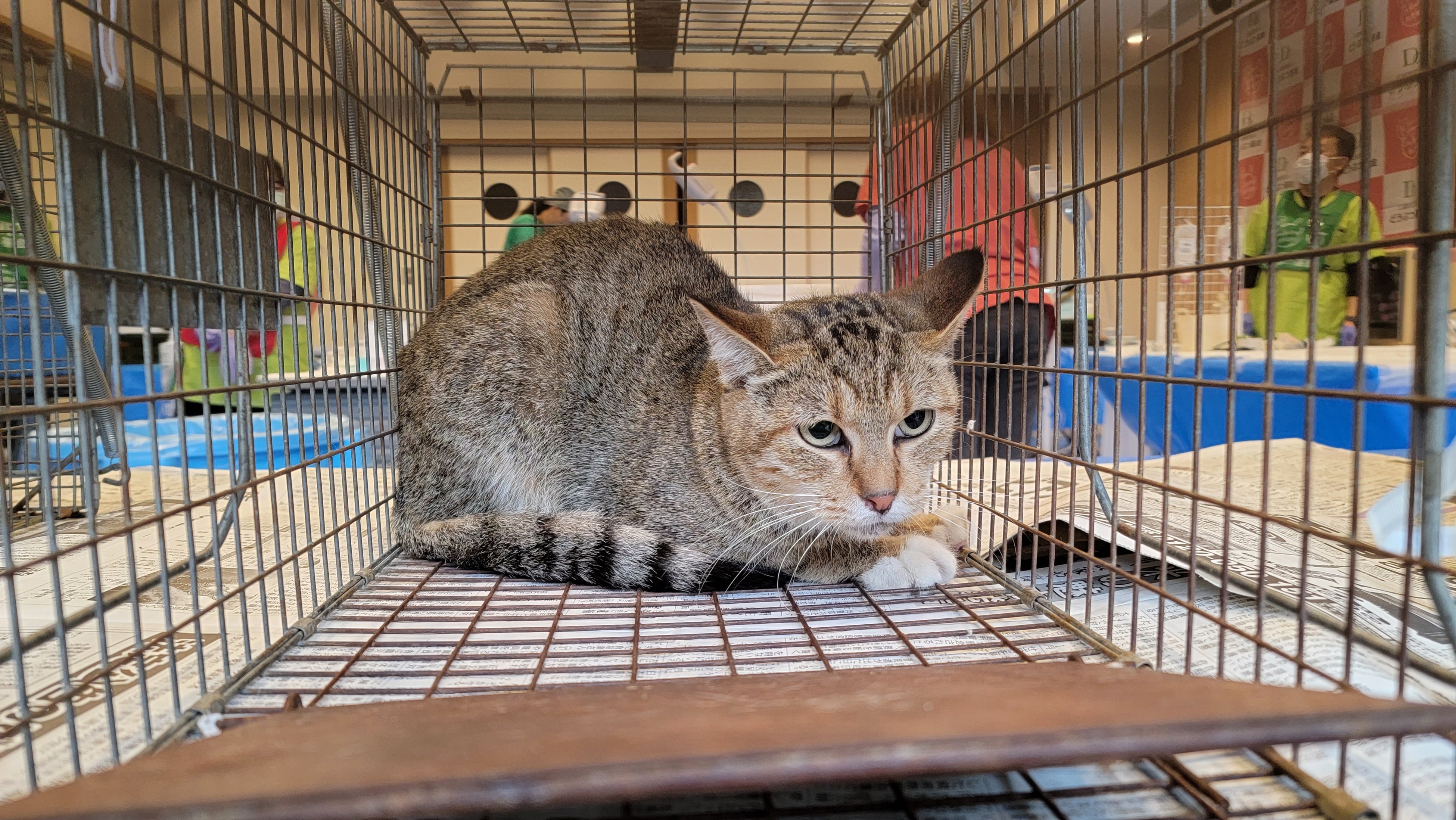 【裁断済】猫の診療指針Part3 猫の診療指針 Part3 株式会社 緑書房