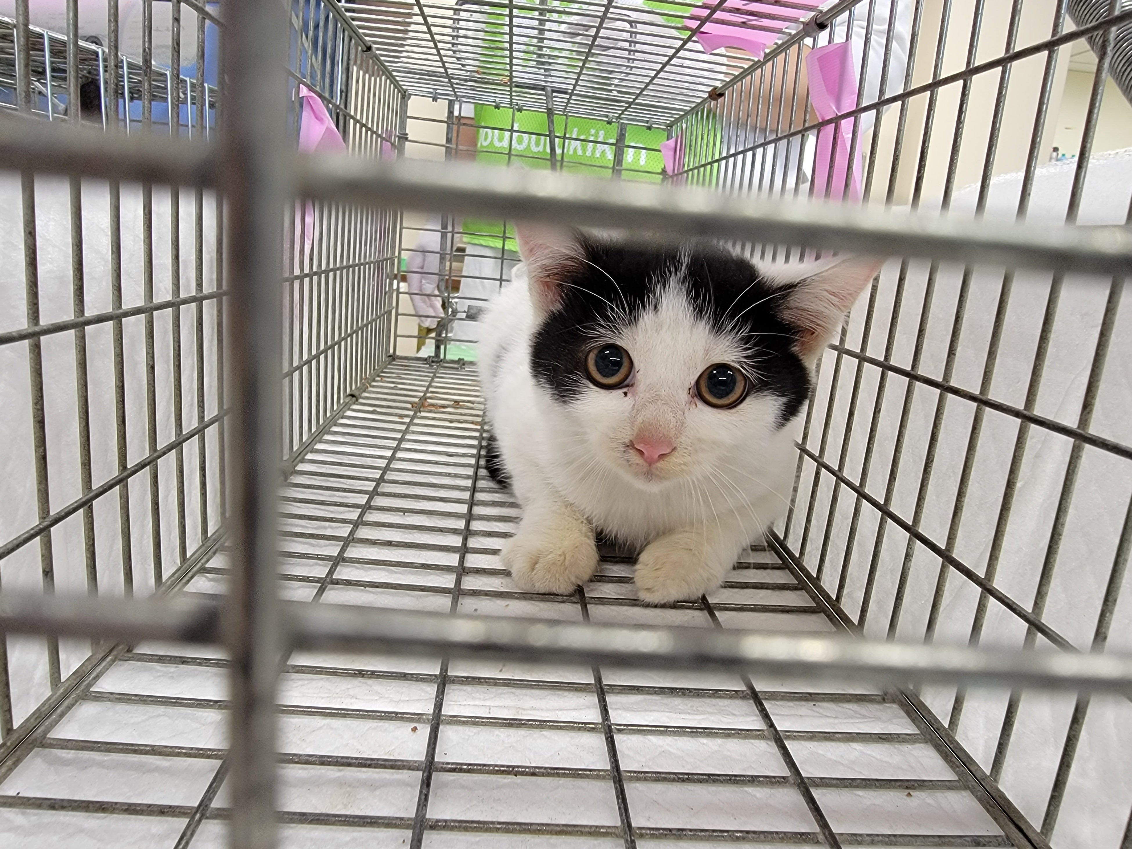 野良猫 sddefault.jpg