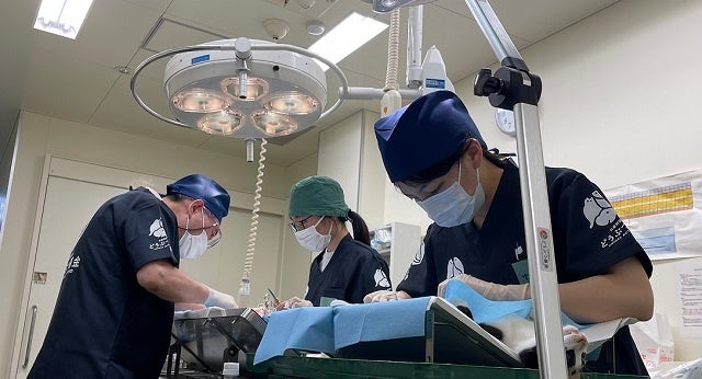 エキスパート獣医師による指導