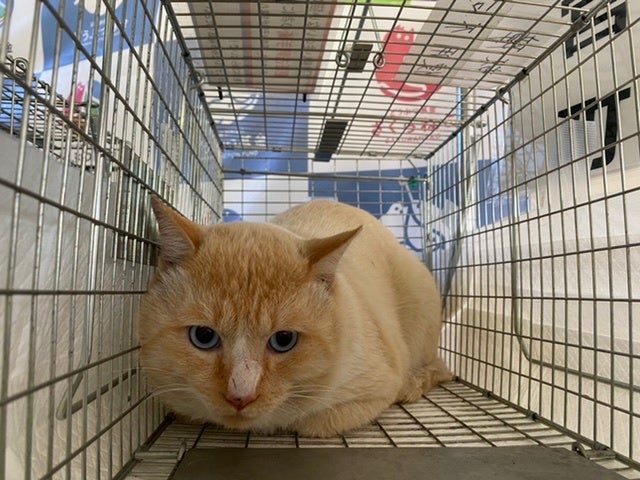 毎月300頭以上の猫が近隣自治体から搬送される