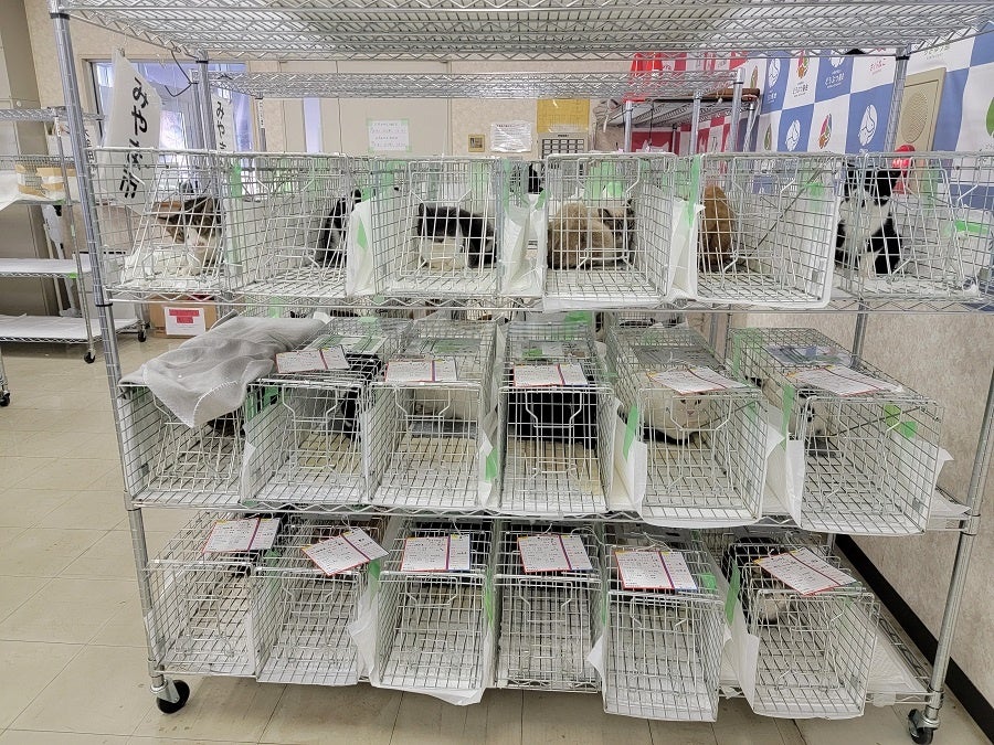 どうぶつ基金病院みやまに各市町村から搬送された猫