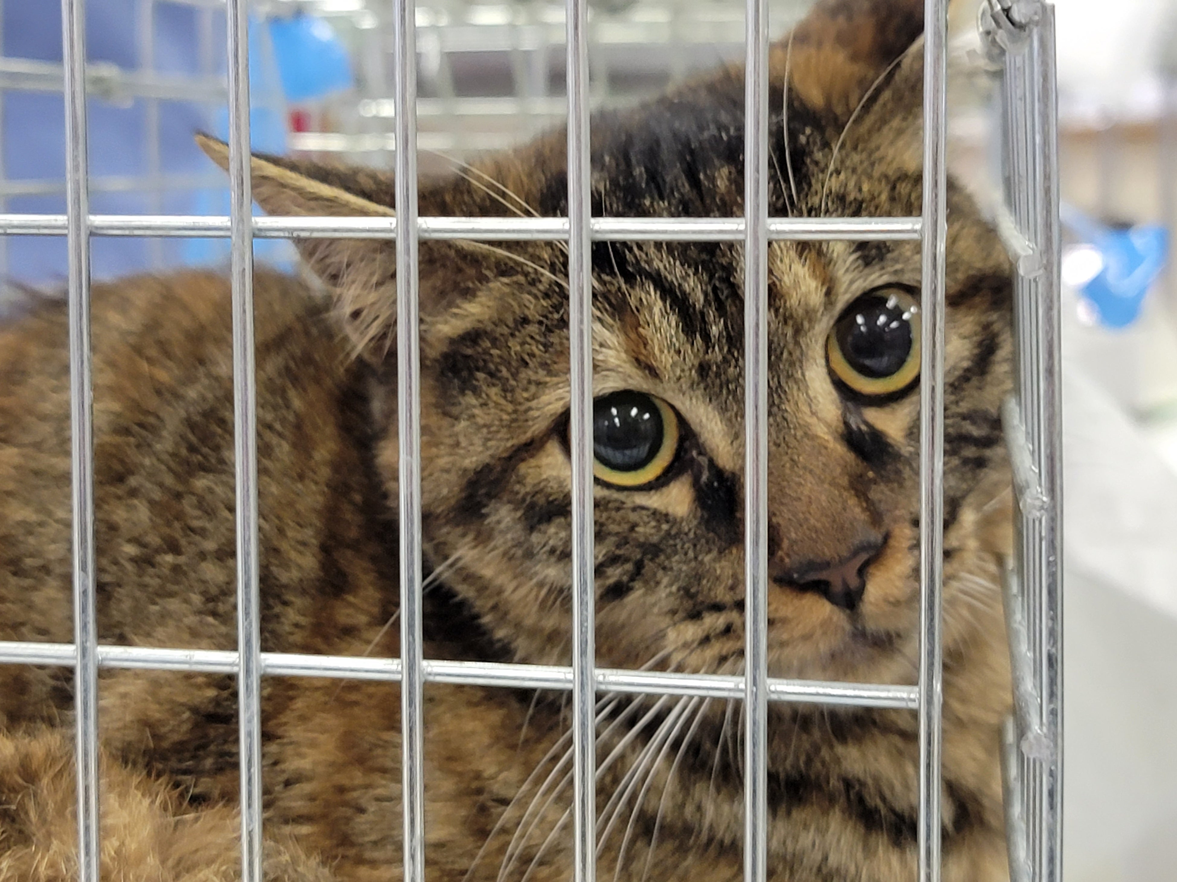 どうぶつ基金病院みやまで不妊手術を待つ猫