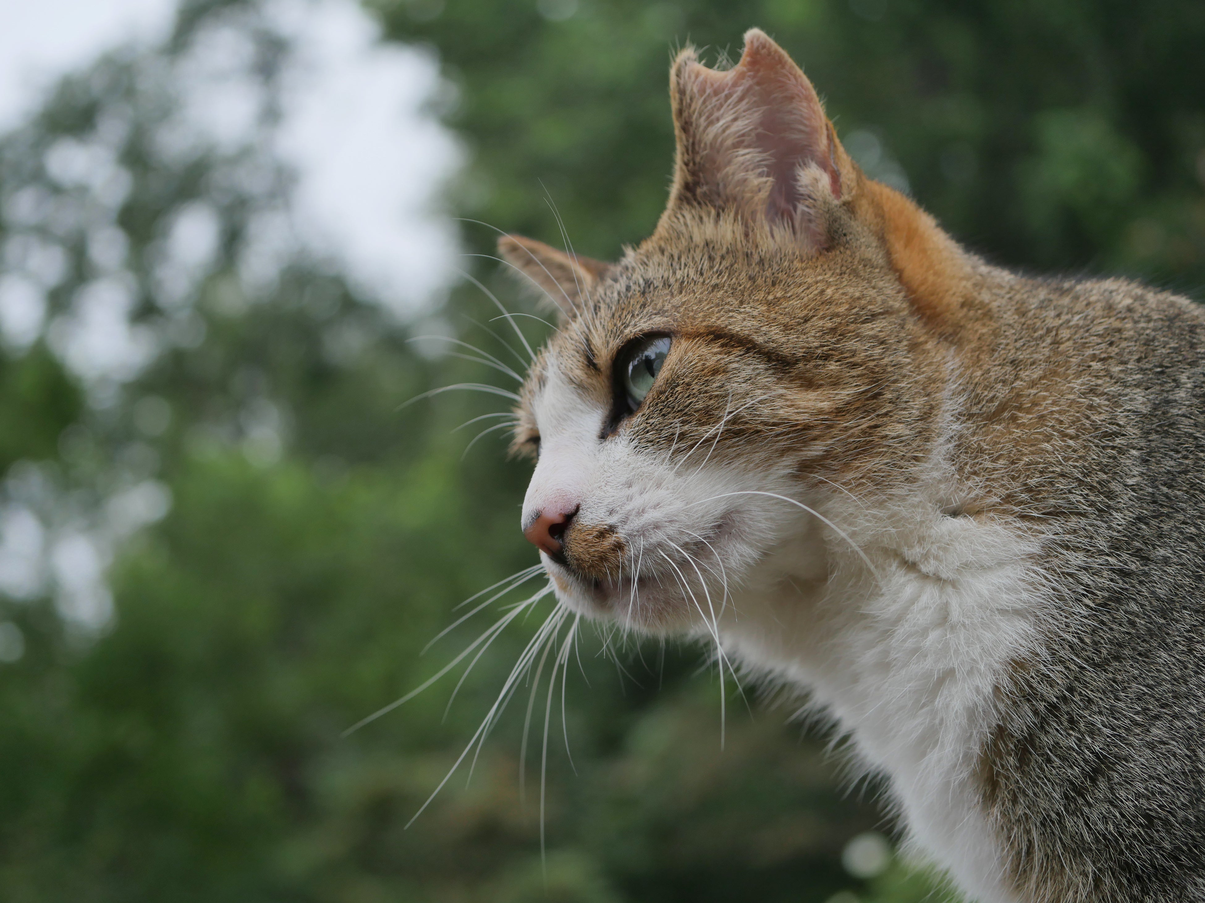 君は野良猫？それともノネコ？それとも飼い猫？