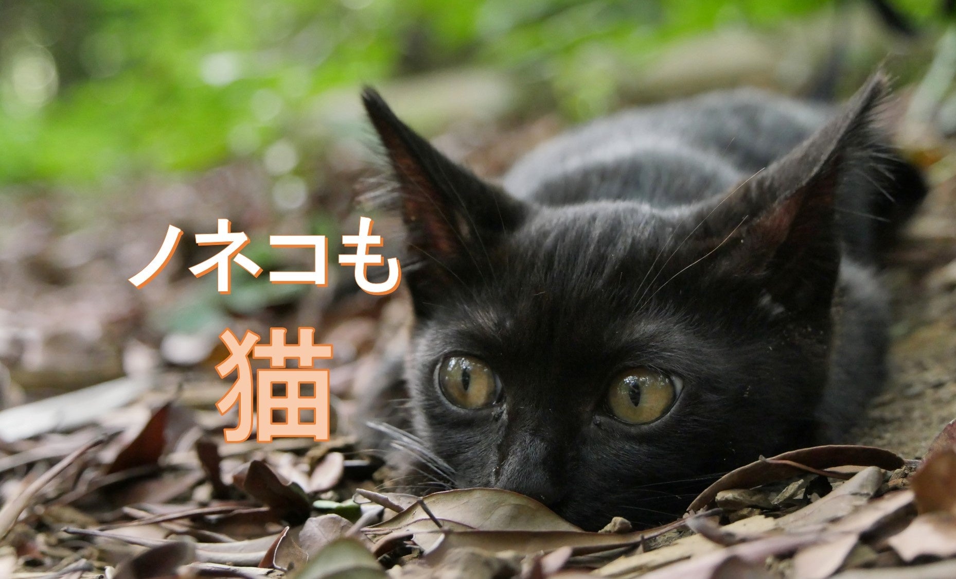 署名4万筆!狩猟鳥獣からノネコ・ノイヌの削除を | 公益財団法人どうぶつ基金のプレスリリース