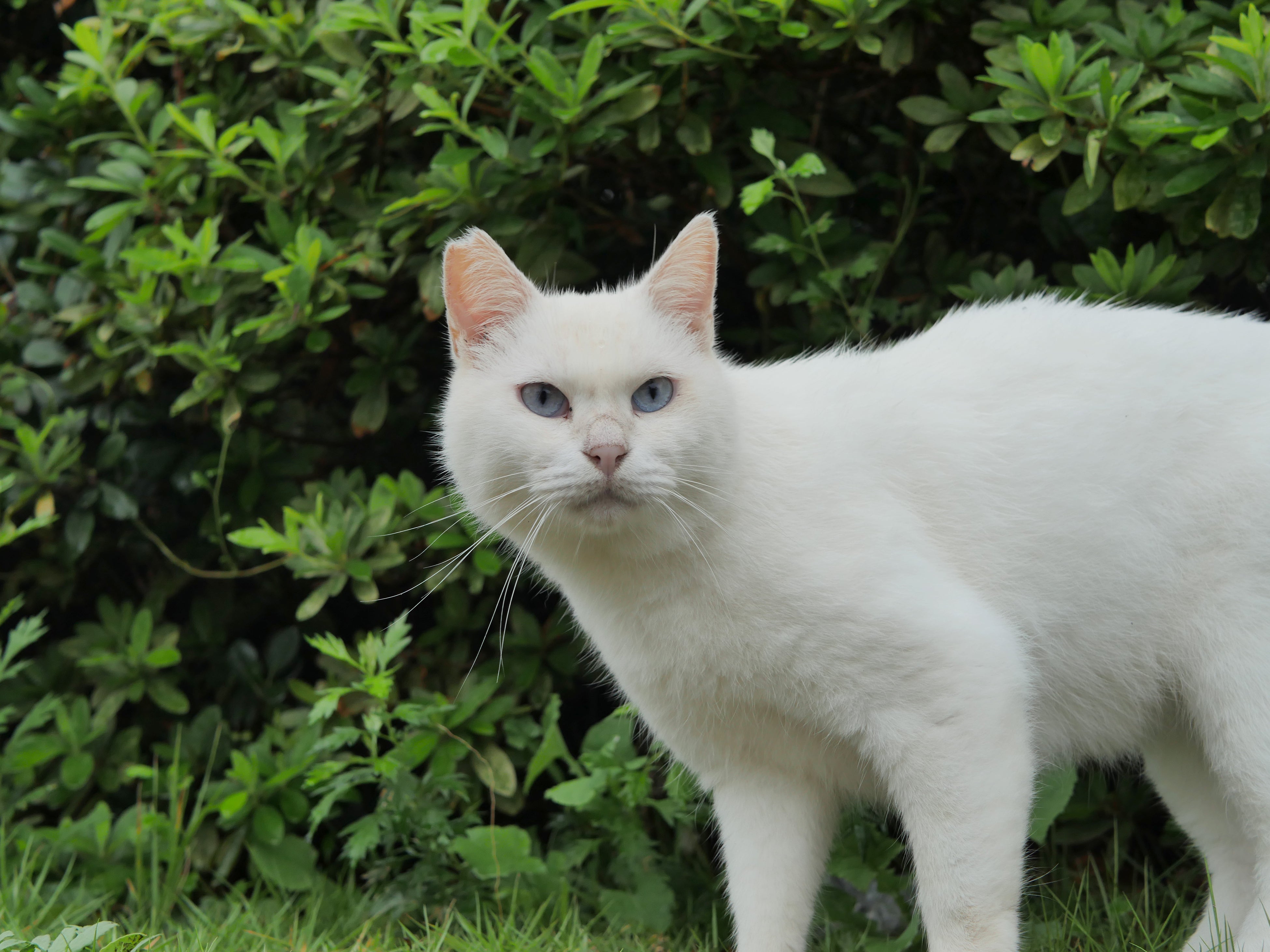 「狩猟」という名のもとに命を脅かされる猫たち