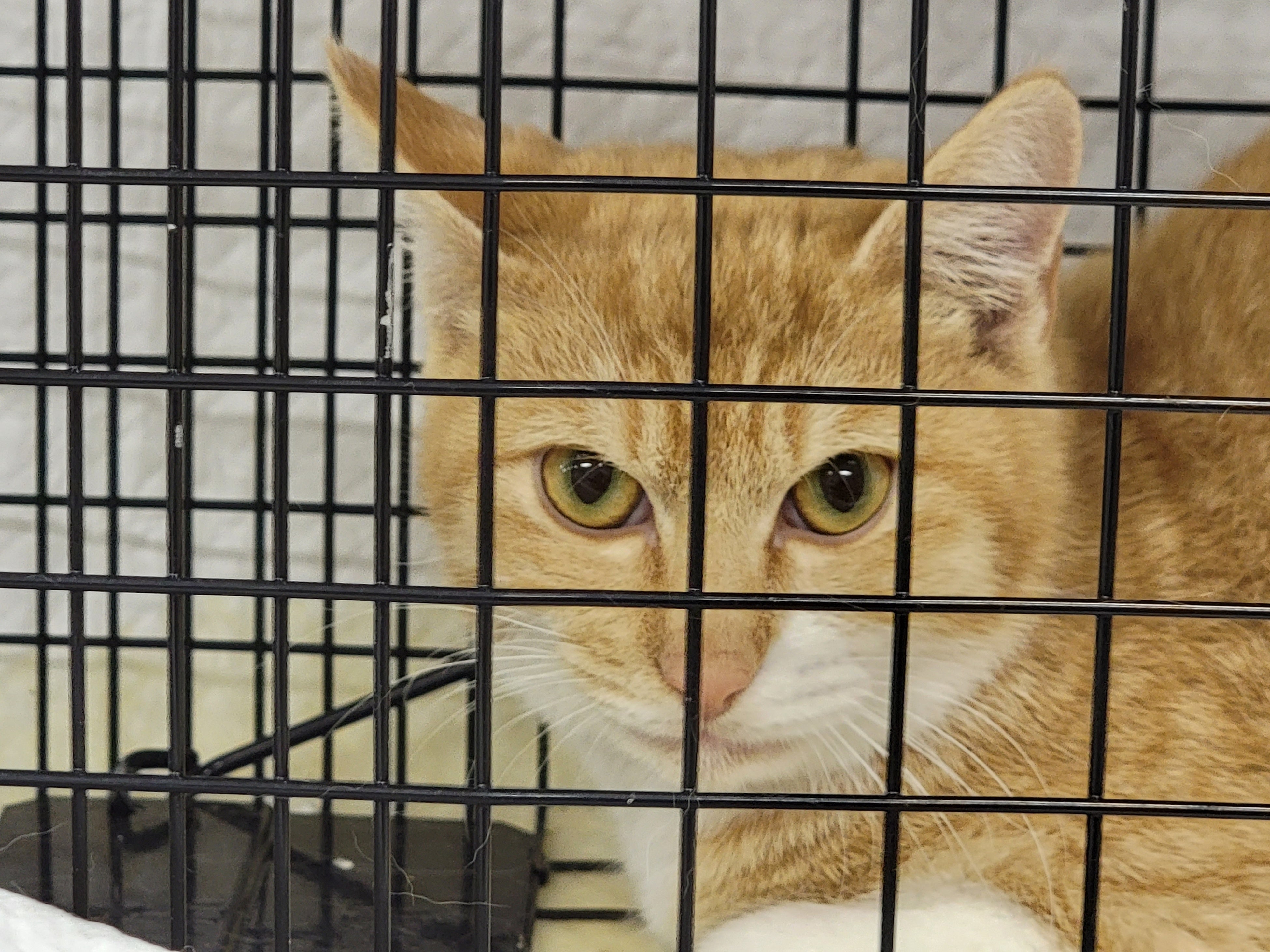 2022年、どうぶつ基金病院みやまで手術を待つ猫