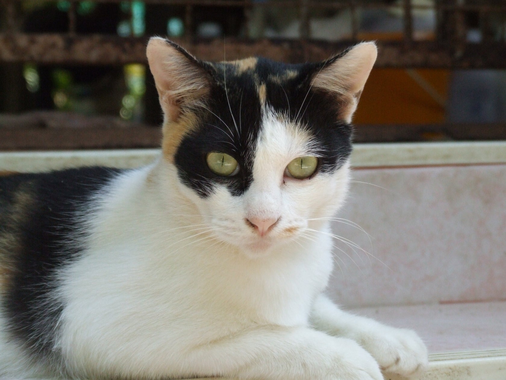 動物愛護議員連盟PT 環境省、狩猟鳥獣ノネコ、ノイヌ断定の実例なしと回答 | 公益財団法人どうぶつ基金のプレスリリース