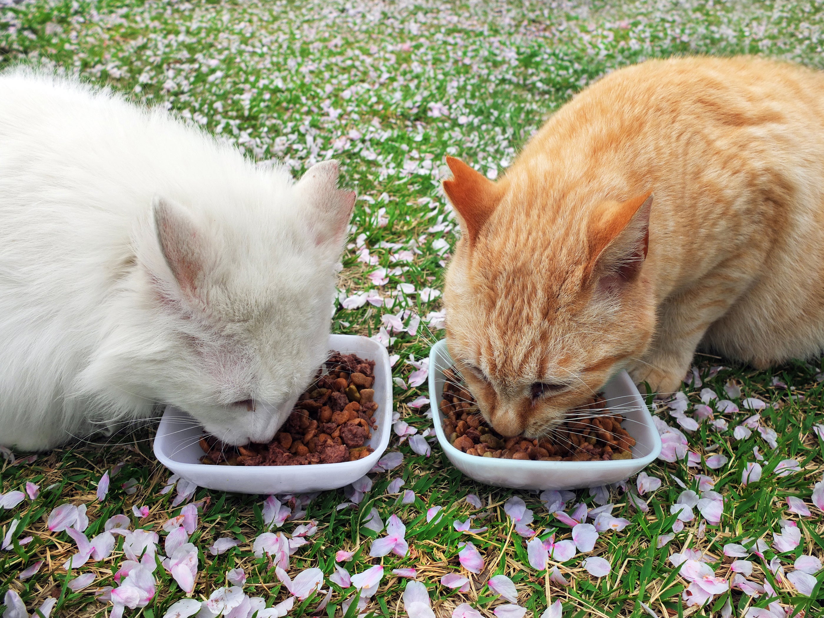 TNRにはマナーを守った餌やりが欠かせません