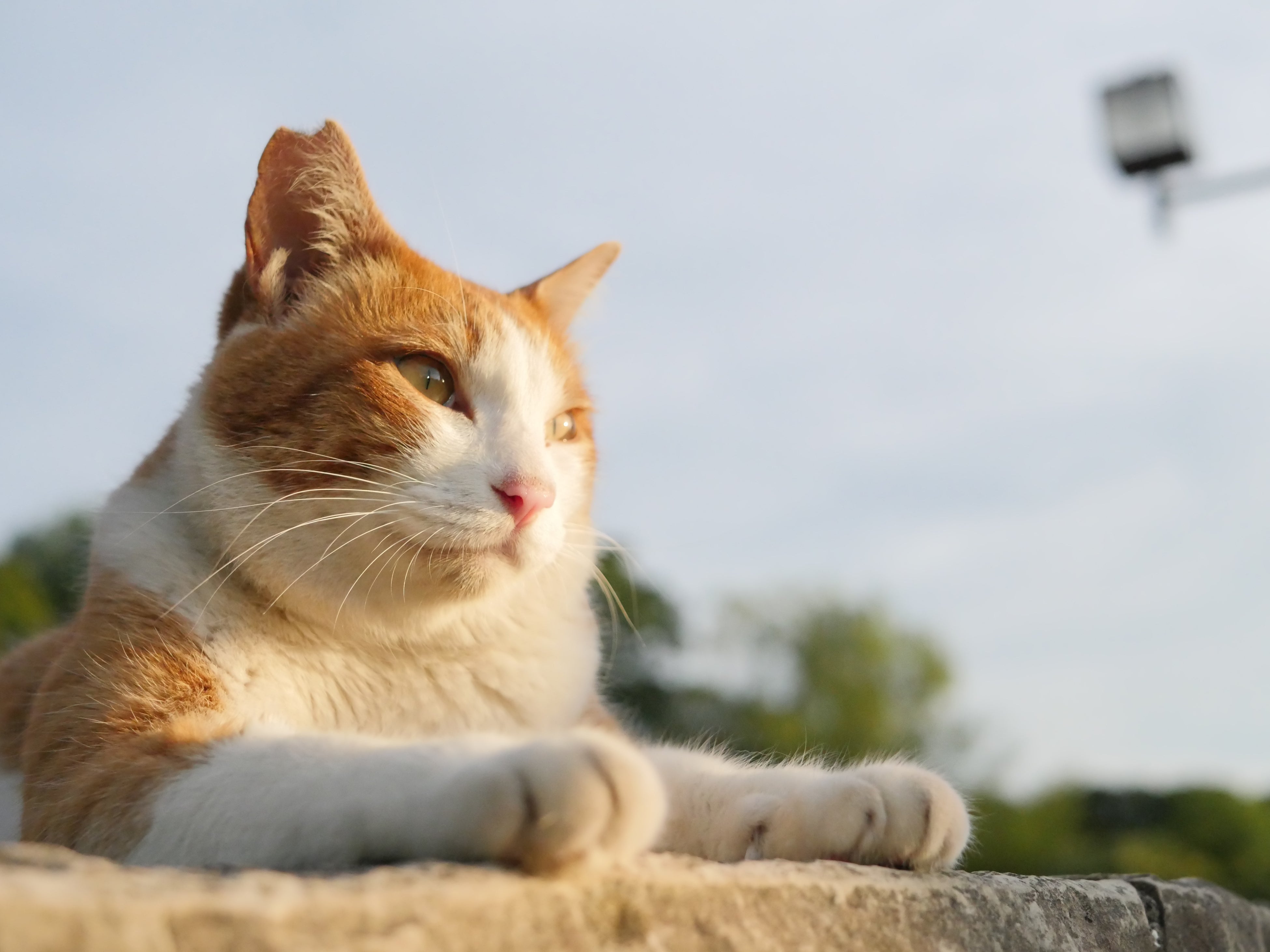 TNR」に取り組む自治体応援プロジェクト。全国113の自治体に捕獲