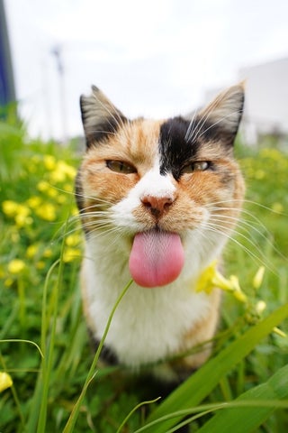 愛あふれる作品募集中!第15回ワンニャン写真動画コンテスト 愛あふれる作品募集中!第15回ワンニャン写真動画コンテスト