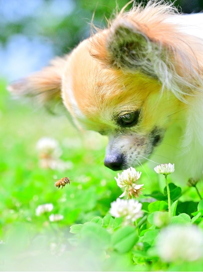 ちいさなおともだち