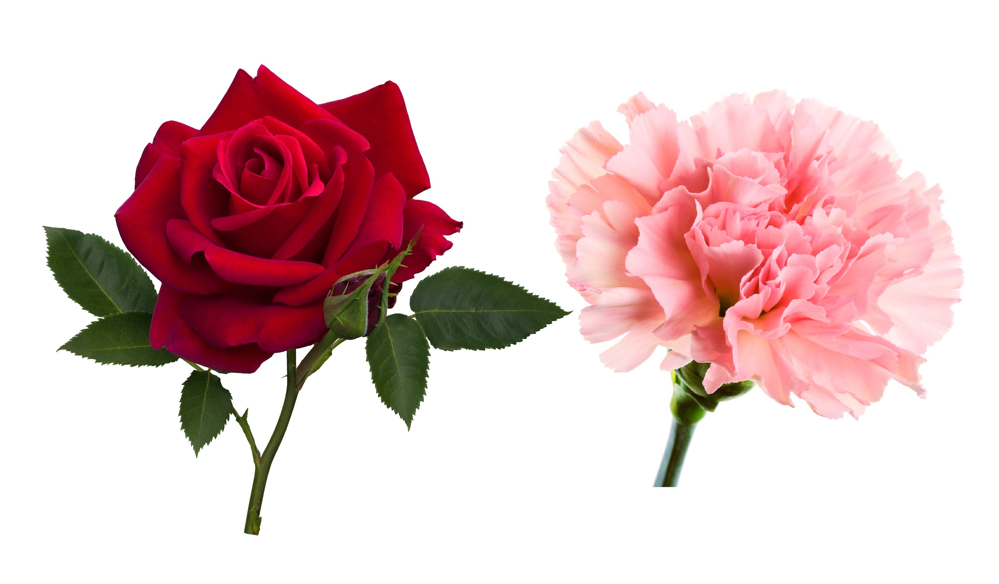 希少★ドルチェ＆ガッバーナ バンブー カチューシャ ビジュークリスタル フラワー 希少☆ドルチェ＆ガッバーナ バンブー カチューシャ ビジュー