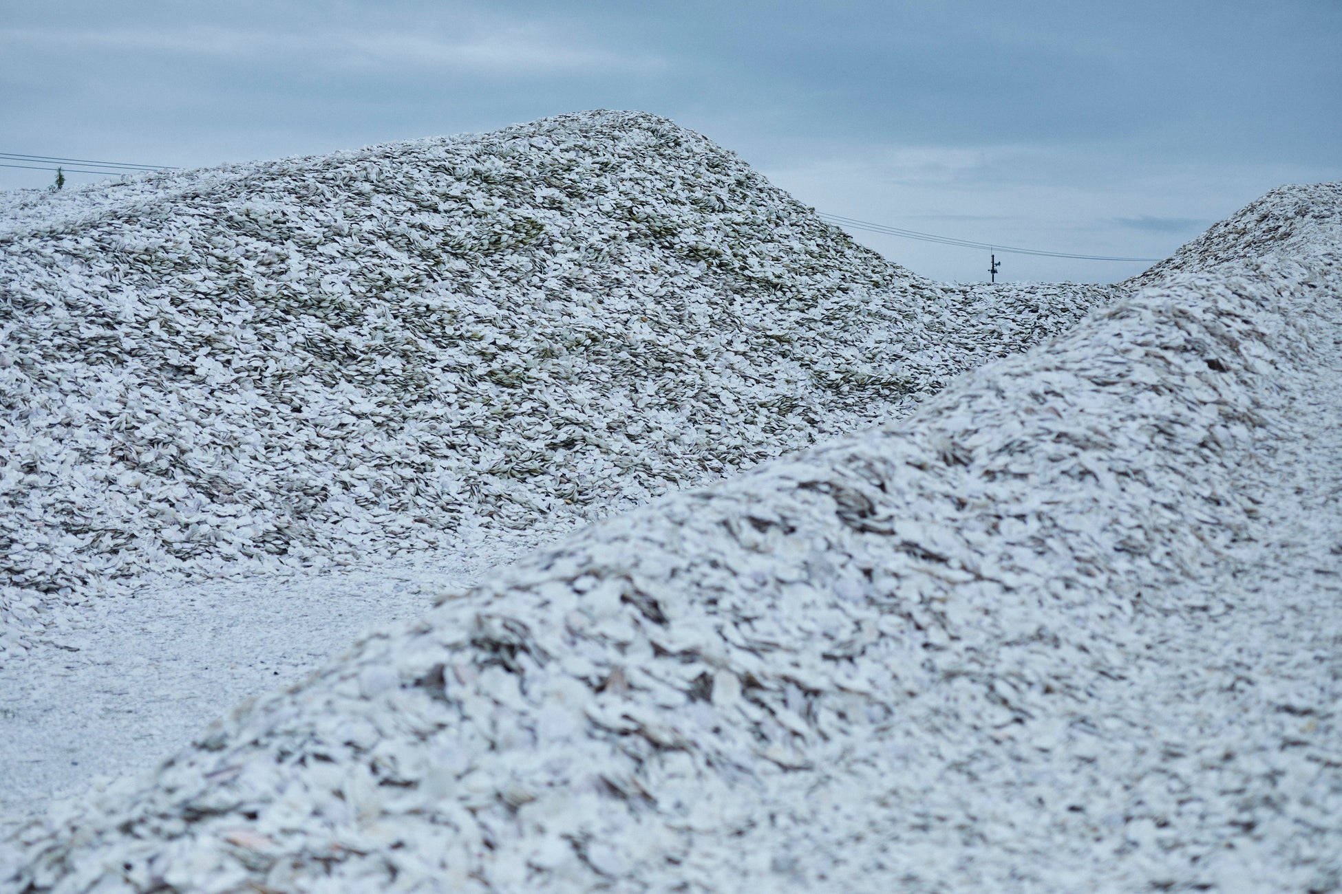 猿払村内、堆積されているホタテ貝殻 （2022年8月撮影）