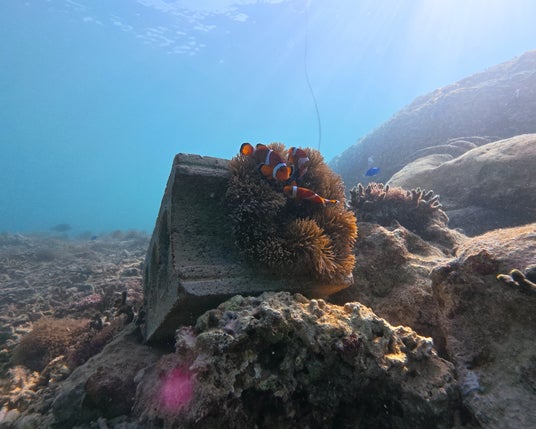 【OIST監修「瀬良垣島・クマノミ育成プロジェクト」活動報告】 クマノミの海の「家」、繁殖イソギンチャクの定着に成功 【OIST監修「瀬良垣島・クマノミ育成プロジェクト」活動報告】 クマノミの海の「家」、繁殖イソギンチャクの定着に成功