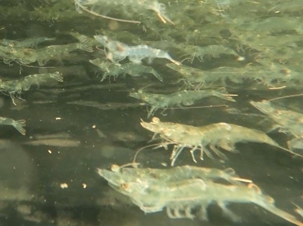 （バナメイエビイメージ）