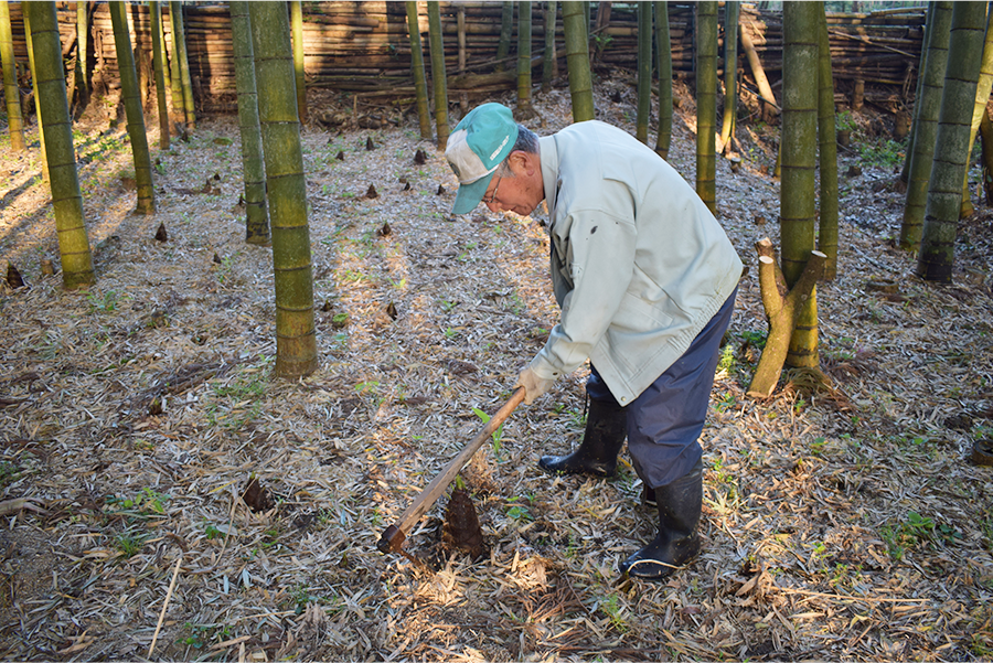 千葉県大多喜町の朝掘りの様子