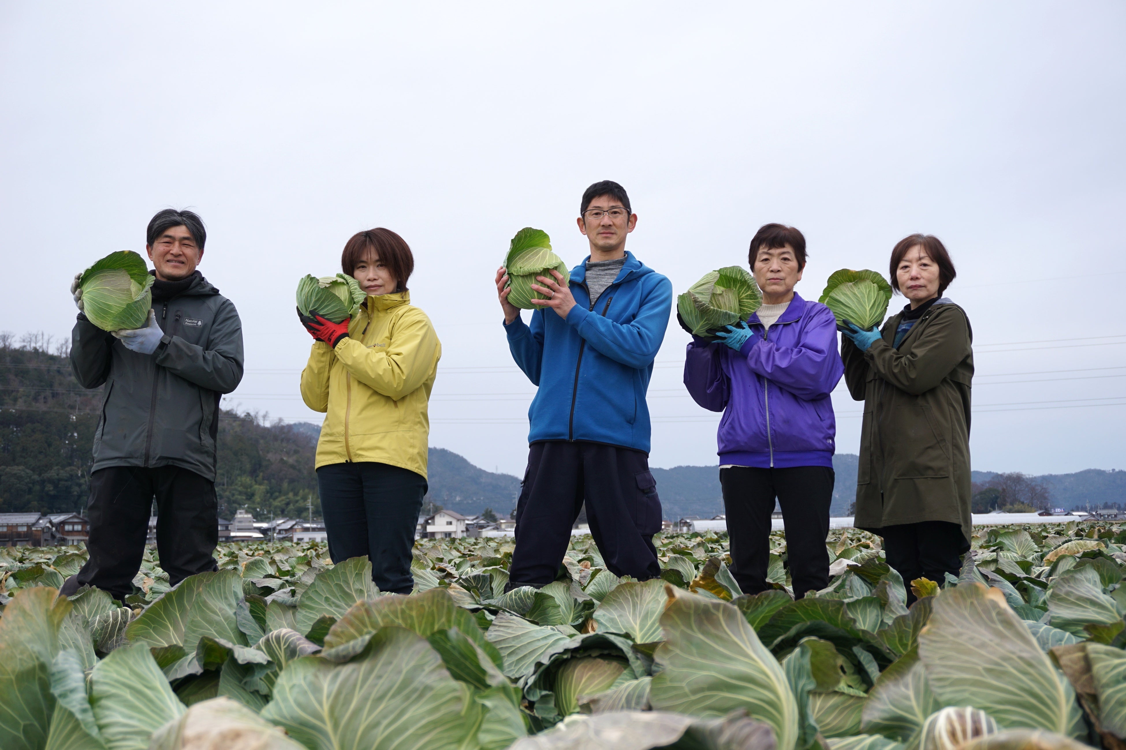 琵琶湖を望む水田地で育む「東近江キャベツ」の生産者と取り組み 3 年