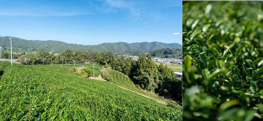 【デュシタニ京都】茶葉のみを使った新たな喫煙体験「茶香」と、日本酒やウィスキーとのマリアージュを味わうウェルビーイングメニューを提供開始 【デュシタニ京都】茶葉のみを使った新たな喫煙体験「茶香」と、日本酒やウィスキーとのマリアージュを味わうウェルビーイングメニューを提供開始