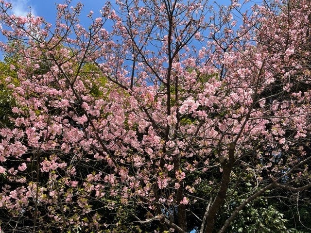 2月20日に撮影した「河津桜」