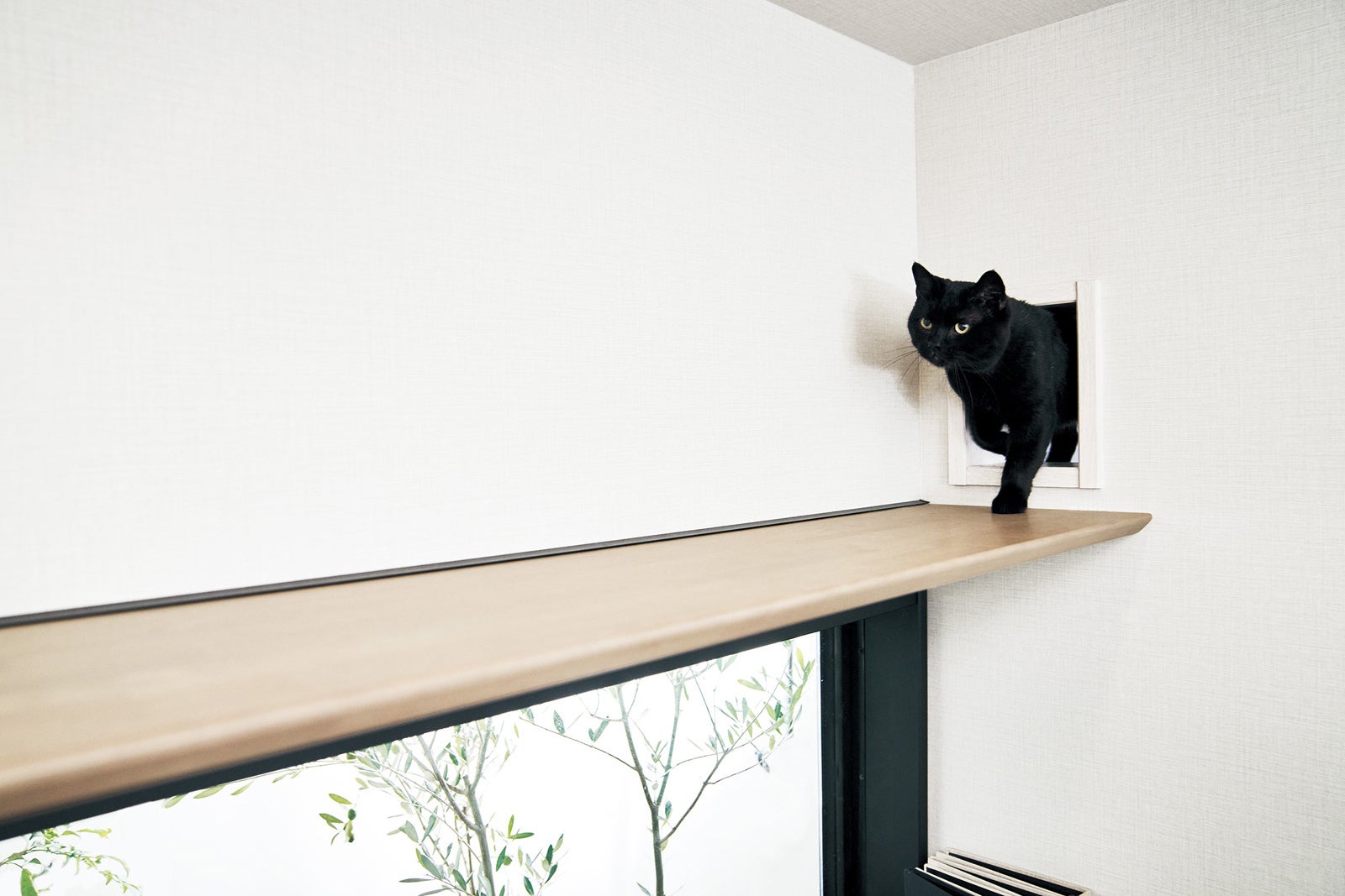 ねこキャットウォーク