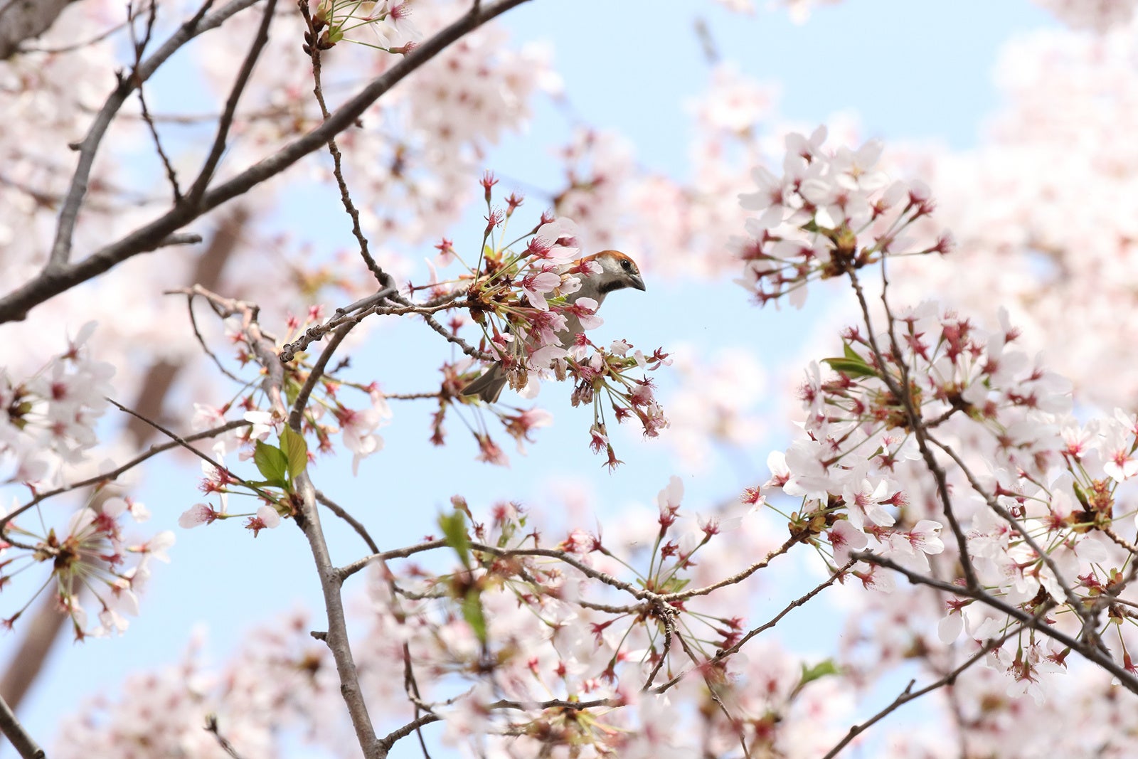 ニュウナイスズメ