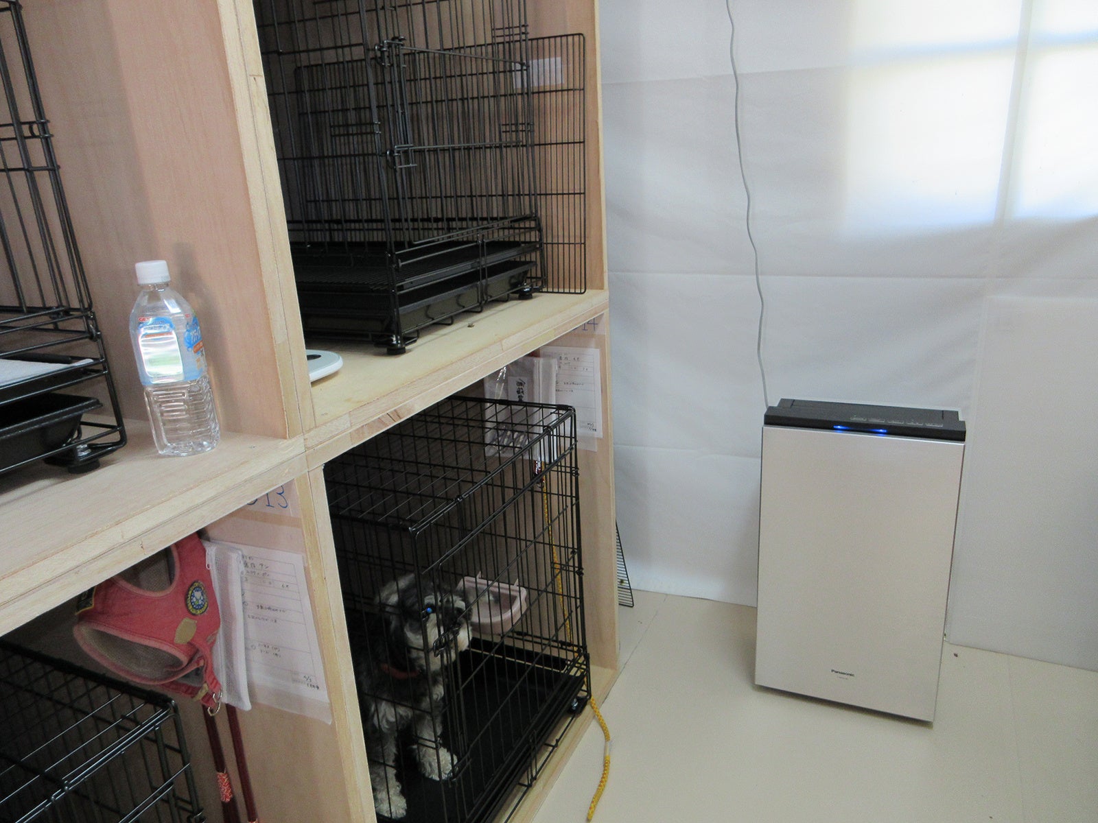 犬の一時避難シェルターで「ジアイーノ」を使用