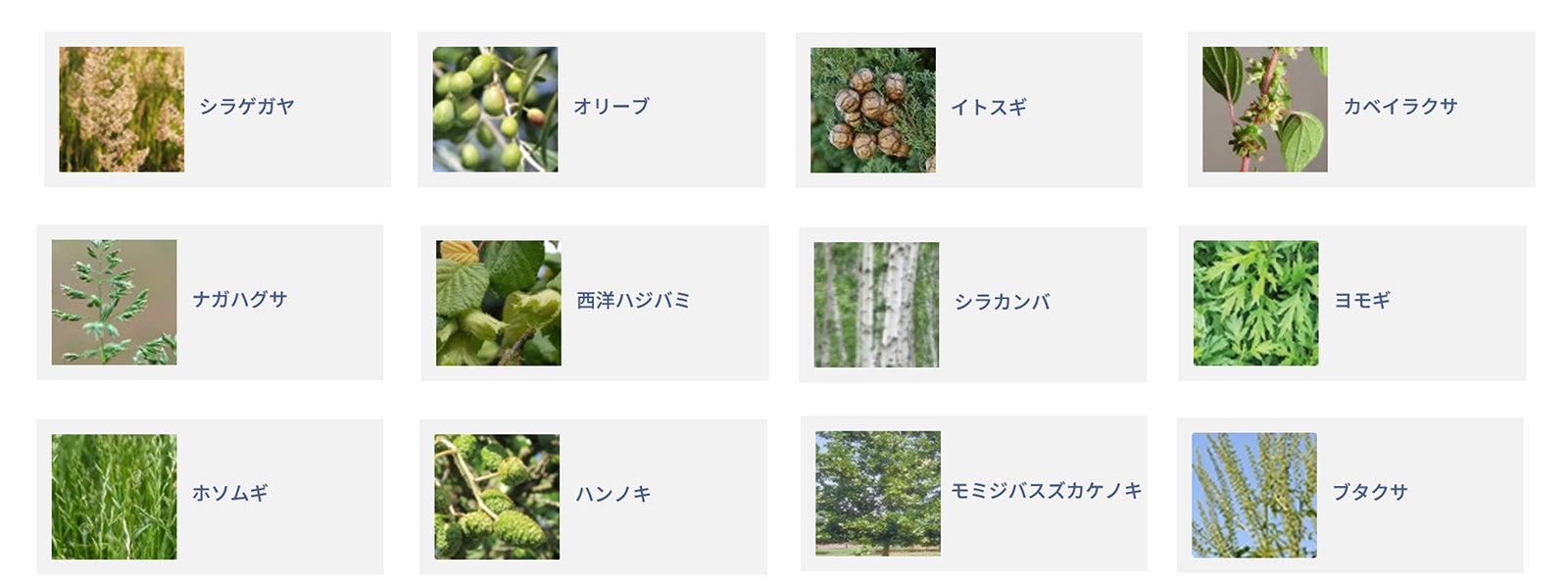 ナノイー（帯電微粒子水）技術が欧州の主要花粉アレルゲンに対する抑制効果を実証
