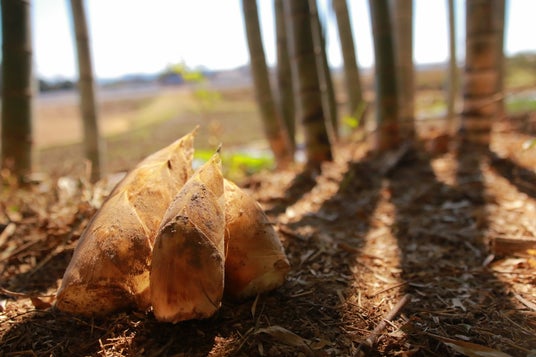 旬のたけのこを自分で掘って、食べて、遊べる! 春限定「たけのこハント」開催 旬のたけのこを自分で掘って、食べて、遊べる! 春限定「たけのこハント」開催