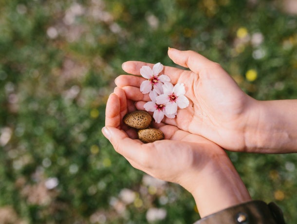 アーモンドの花