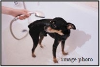 ペット足洗い場