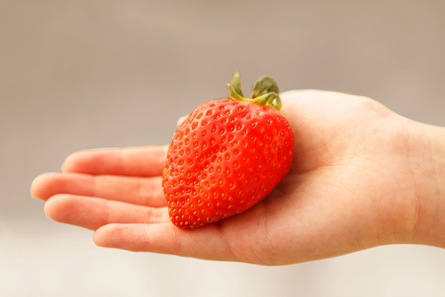 舞苺の特大サイズの果実