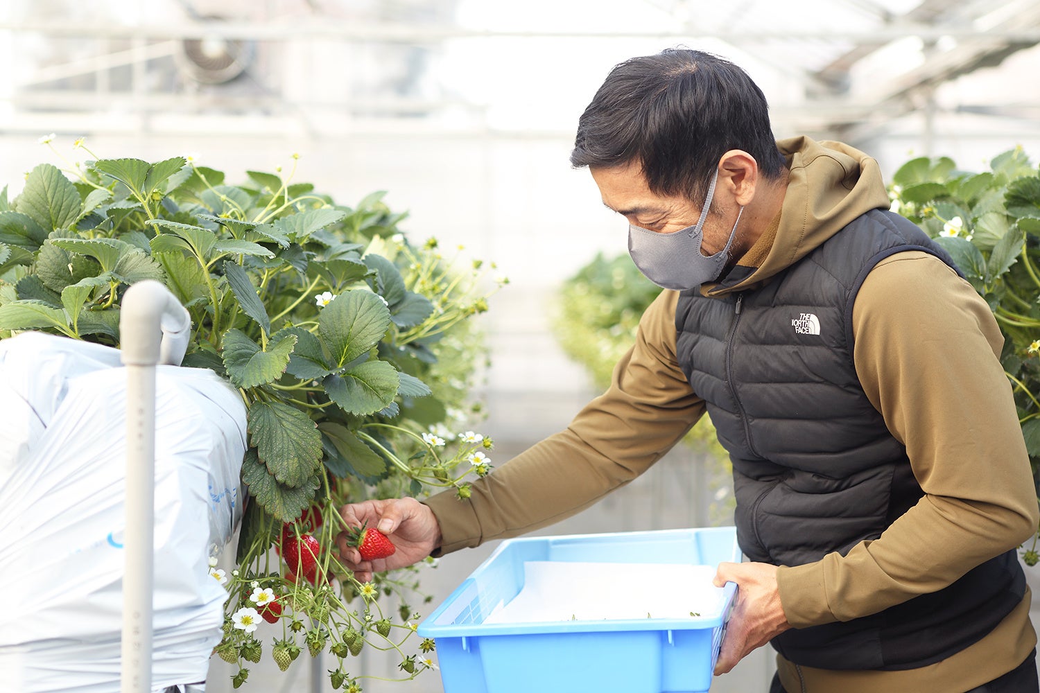 大府南いちごファーム園主