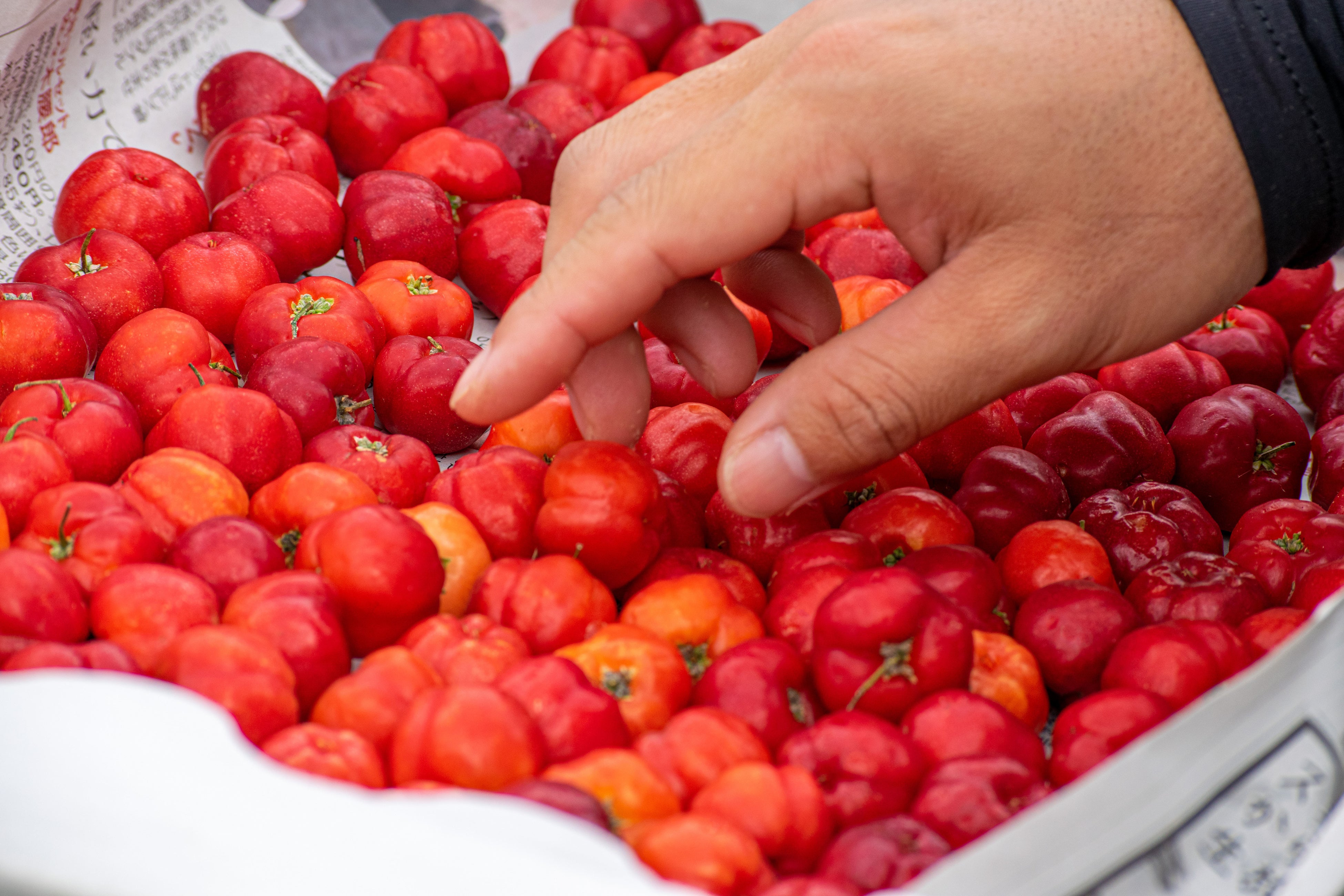 鮮やかな赤色にこだわったアセローラ