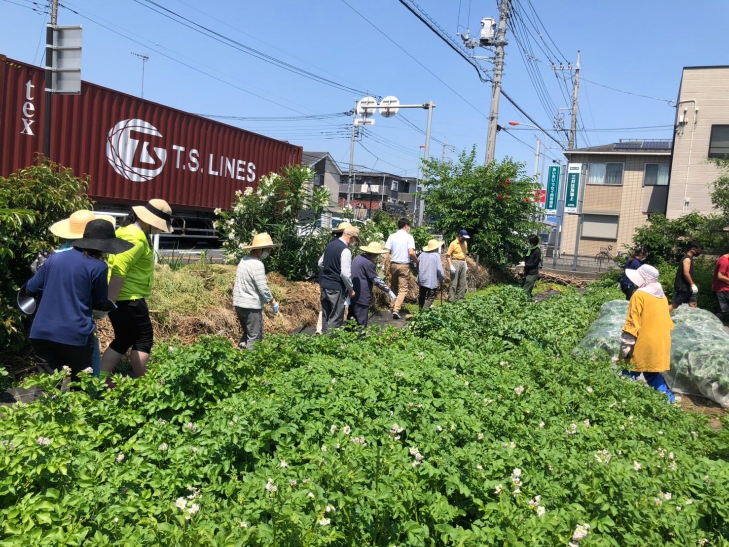選手と「そよ風」利用のお客様の直接的な初交流となった大根の収穫