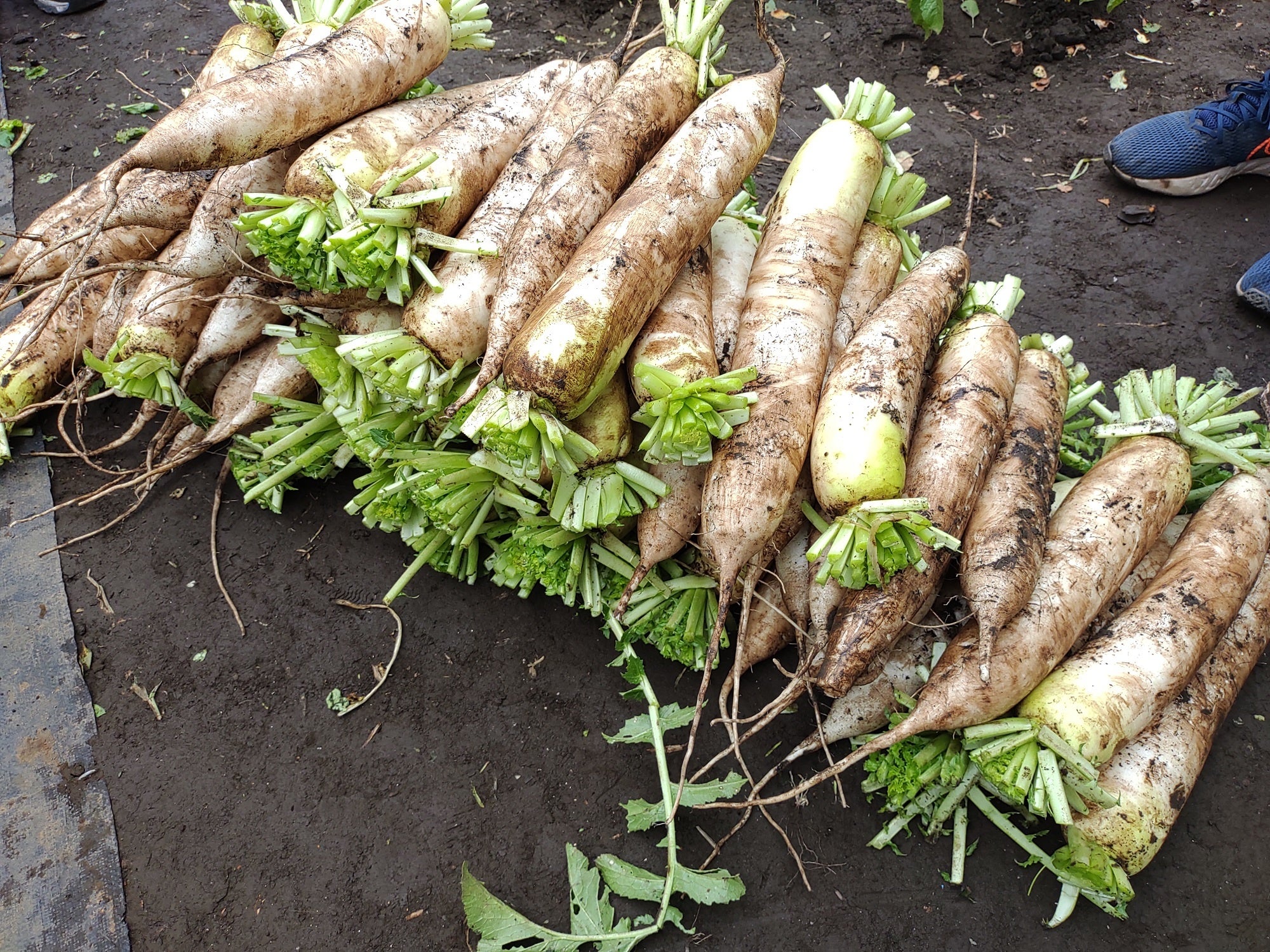 こんなにりっぱな大根が収穫できました
