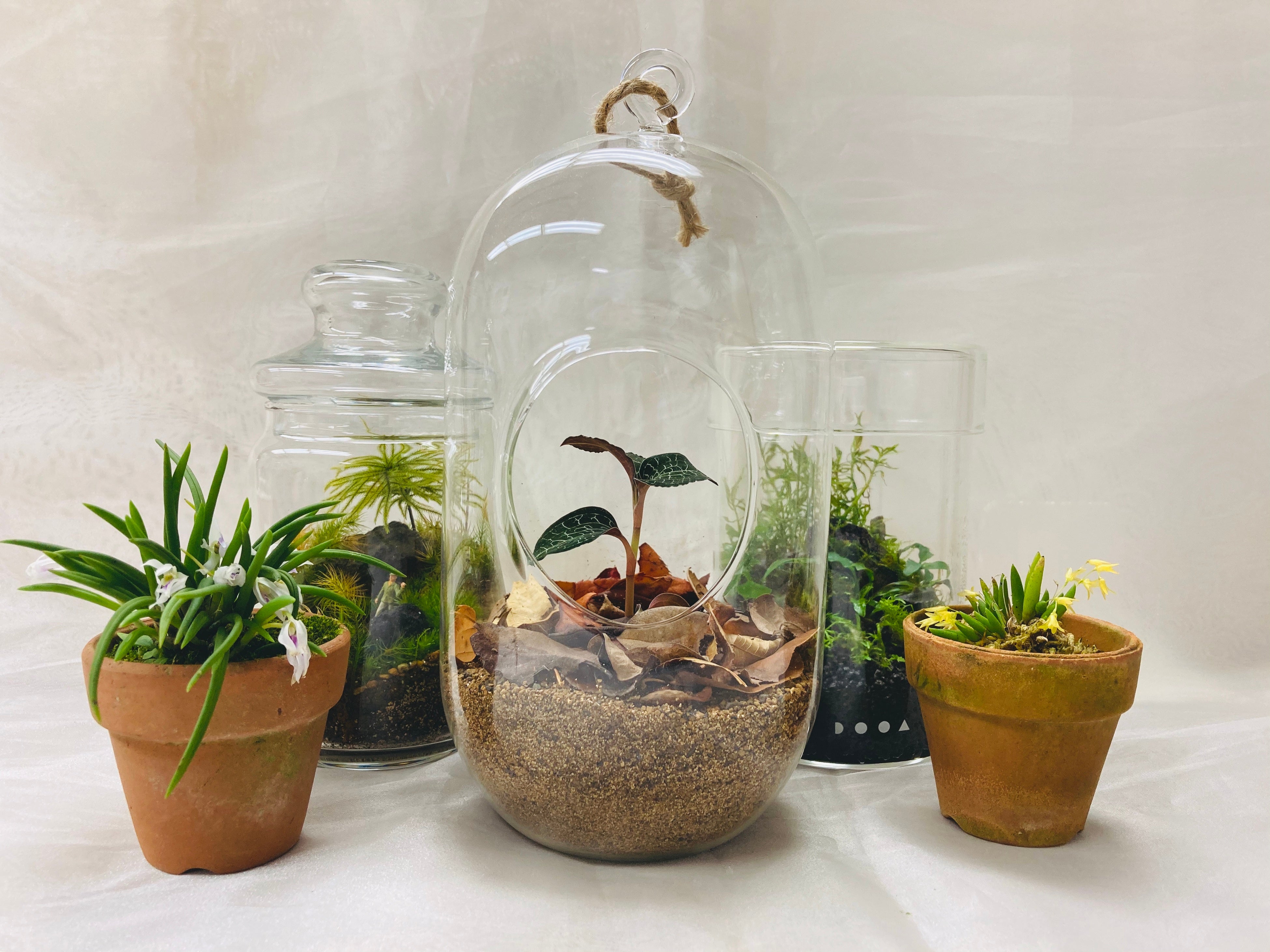 ランのテラリウムなど