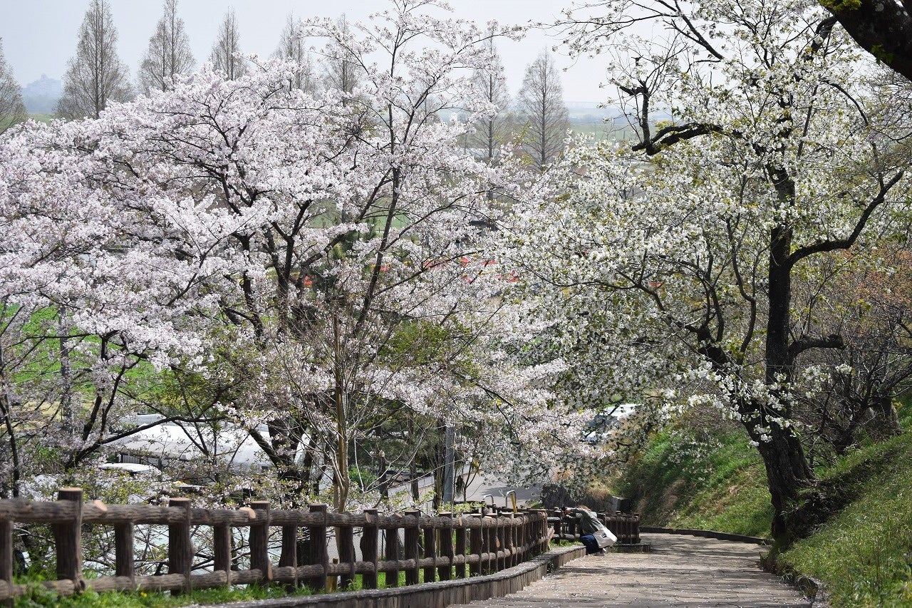 3月下旬には桜が見頃の見込み（あけぼの山公園）