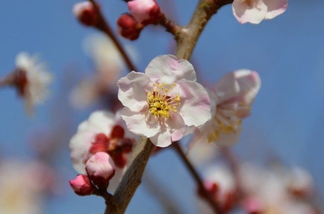 絞りの色合い、花形ともに非の打ち所が無い「巻立山（まきたちやま）」