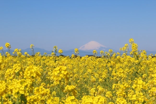 約10万本の菜の花畑と、相模湾・富士山の美しい景観が楽しめます
