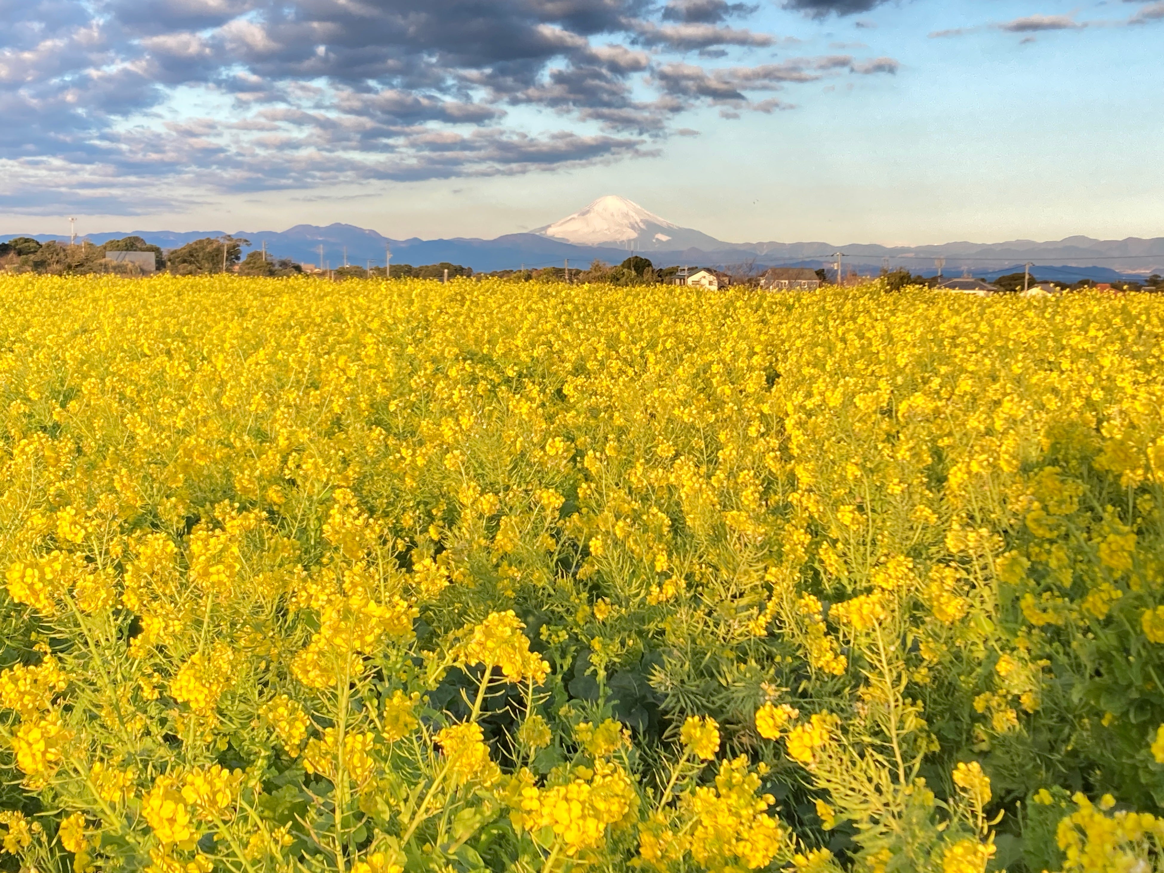 空気の澄んだ日には高確率で、富士山とナノハナの競演がお楽しみいただけます　※撮影2022年1月31日