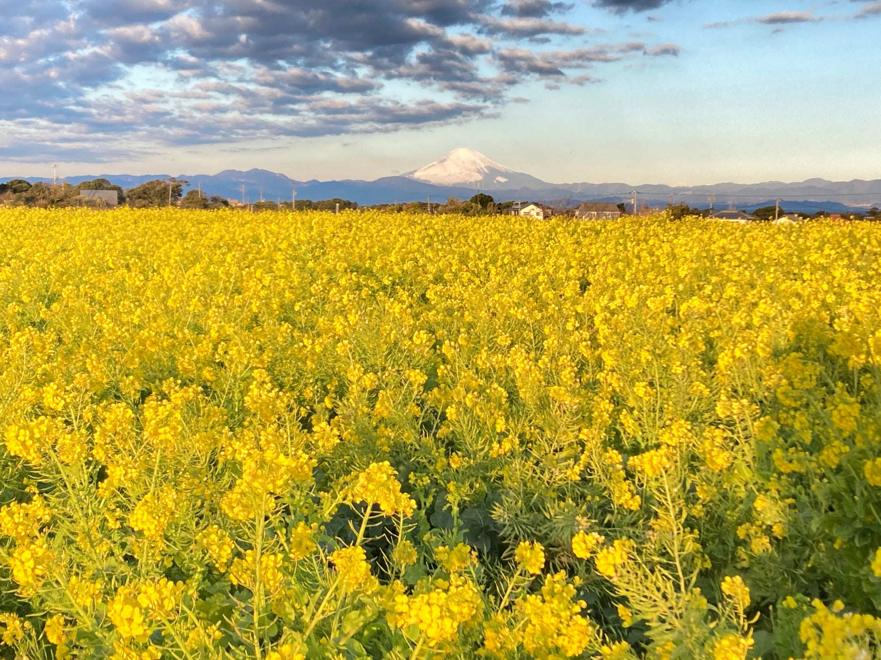 相模湾と富士山を望む10万本のナノハナ 菜の花まつり 今まさに見頃です 横須賀市長井海の手公園 ソレイユの丘 西武造園株式会社のプレスリリース 相模湾と富士山を望む10万本のナノハナ 菜の花まつり 今まさに見頃です 横須賀市長井海の手公園 ソレイユの丘 西武造園株式会社のプレスリリース