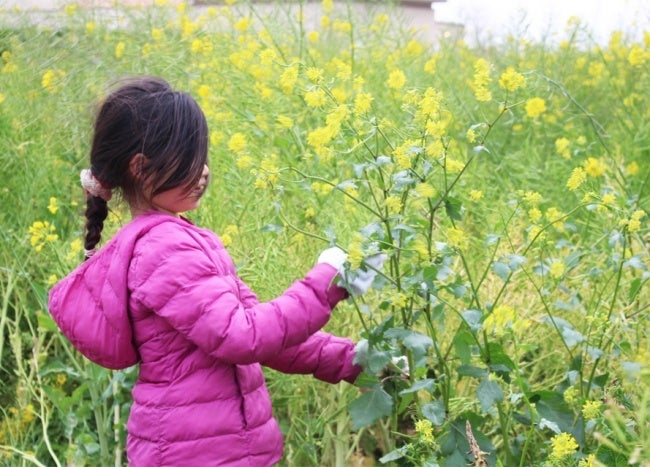 菜の花摘み取り体験